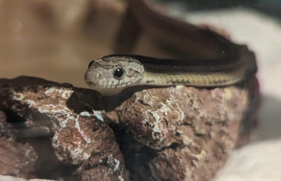 Pet corn snake reunited with Glasgow owner after living in wild for a year