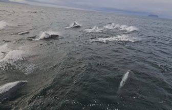 Dolphins tag along on lifeboat crew training exercise in Girvan