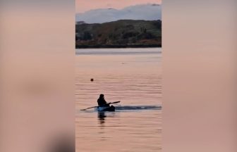 Distressed seal spotted tangled up in buoy ropes rescued by restaurant manager in Argyll