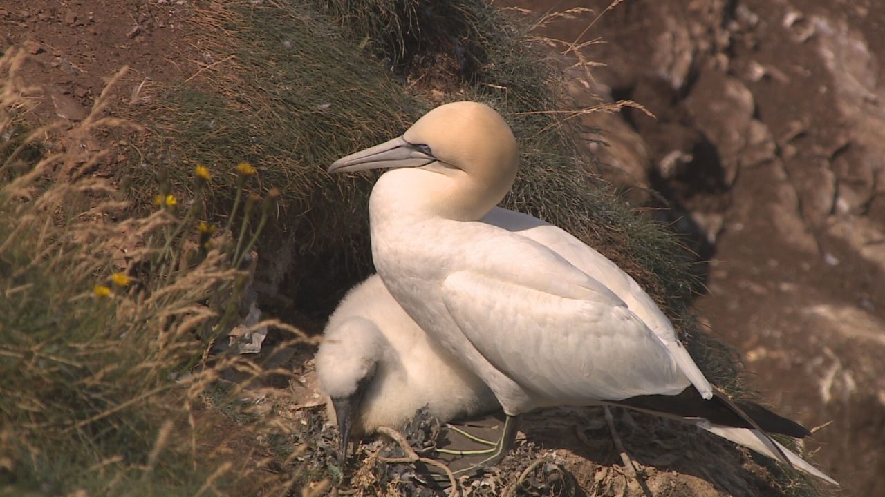 Key gannet colonies hit by bird flu could take two decades to recover, study finds