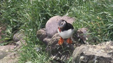 New figures show Scotland’s sea bird numbers on decline