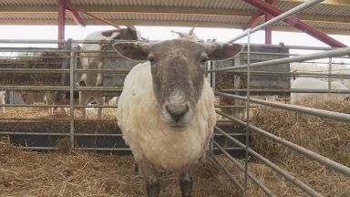 Britain’s loneliest sheep settling in to ‘safe’ new home at Dalscone Farm, Dumfries despite animal rights protest