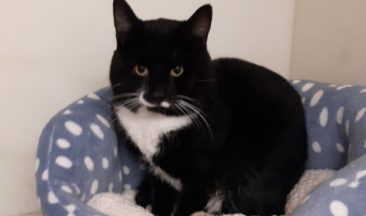 Cat found inside sofa due to be discarded at waste depot at Whitehall Industrial Estate in Bathgate