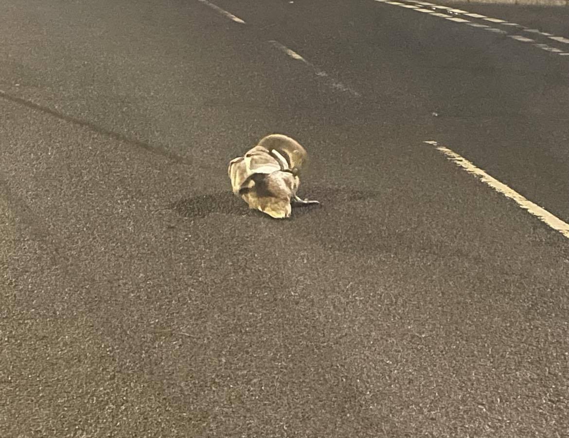 A distressed cygnet following this year's Kirkwall bonfire and fireworks display