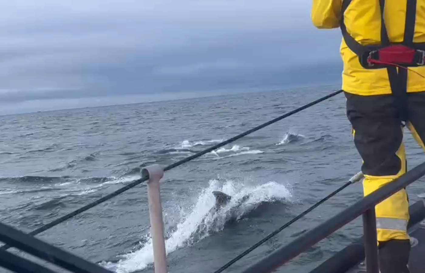 Dolphins off Girvan Harbour