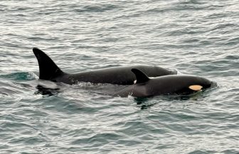 Lifeboat crew treated to ‘fantastic’ Orca peformance during training exercise off Orkney