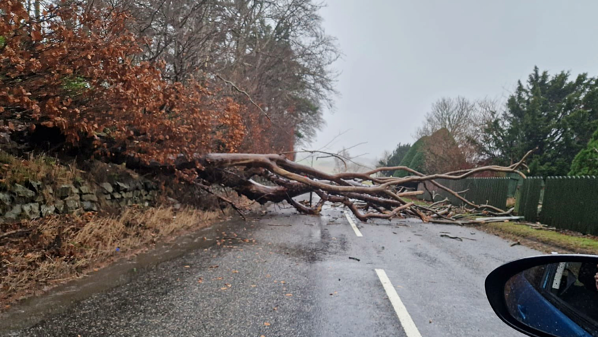 Tree on a road in Inverurie.