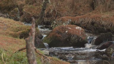 Highland village getting into forestry after receiving grant
