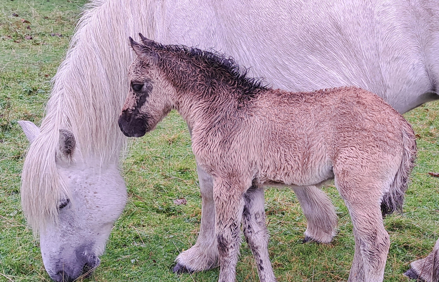 Minishal and her foal Shellesder on the island. Photo: Lesley Watt/NatureScot