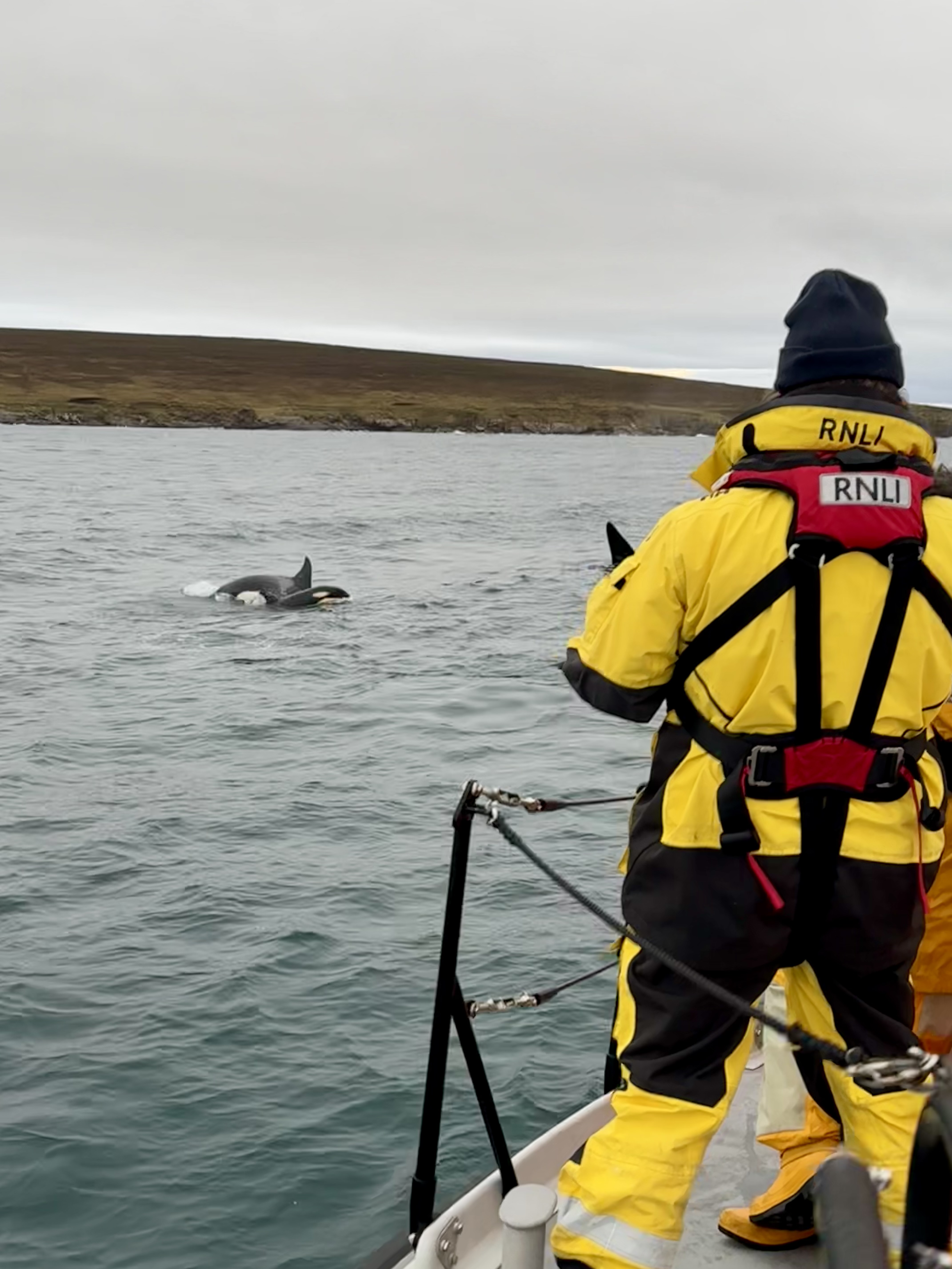 Orca from 65 pod alongside the RNLI Longhope boat.