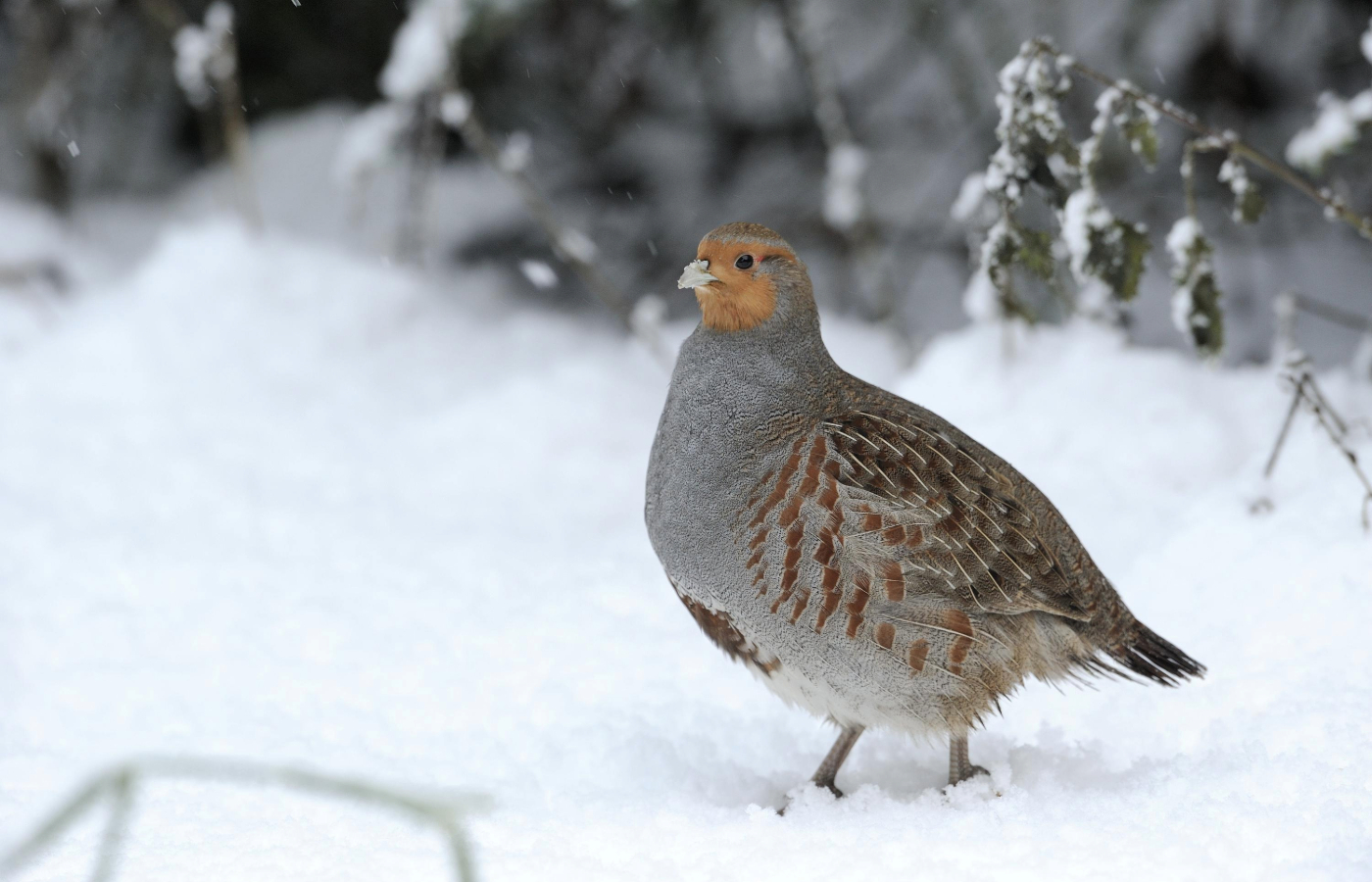 Grey Partridge in snow. 