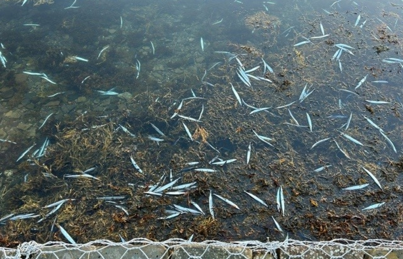 Stranded Atlantic saury in Orkney.