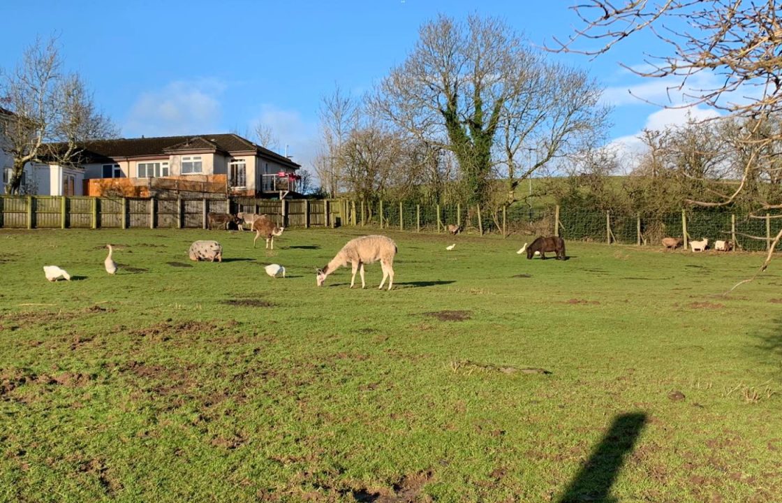 More than £16,000 raised to save animal welfare farm from brink of closure