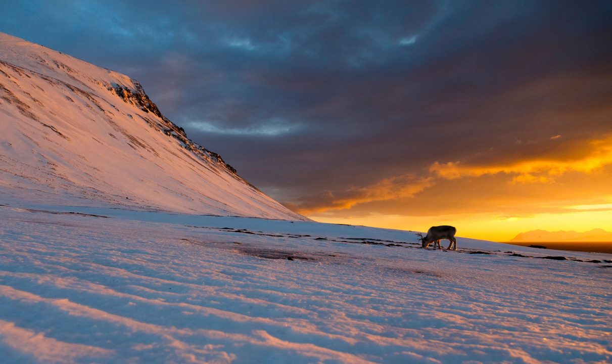 Reindeer use special night vision to detect food sources, University of St Andrews study finds