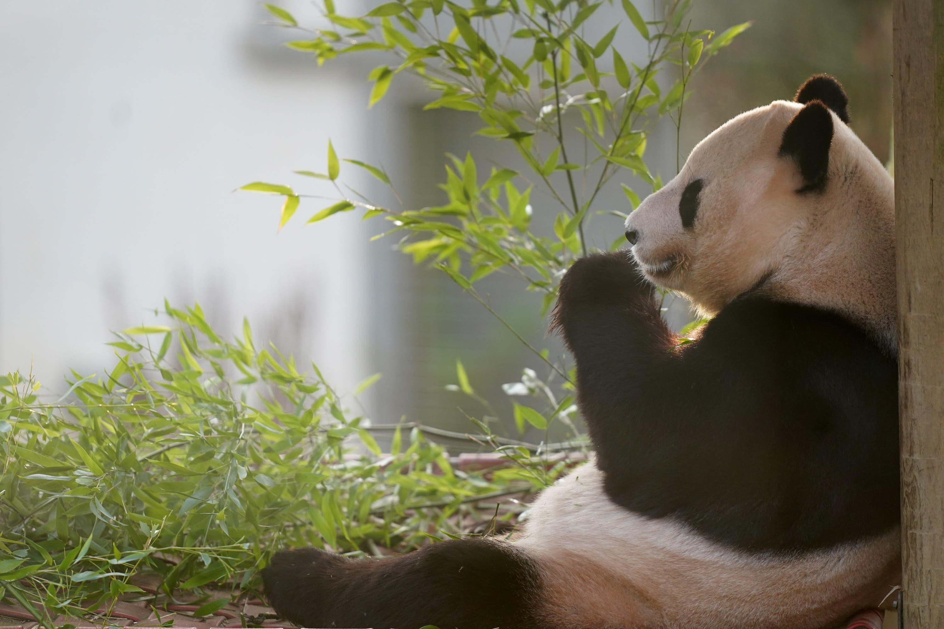 Yang Guang enjoys some bamboo on the final day the public can visit the pandas at Edinburgh Zoo.