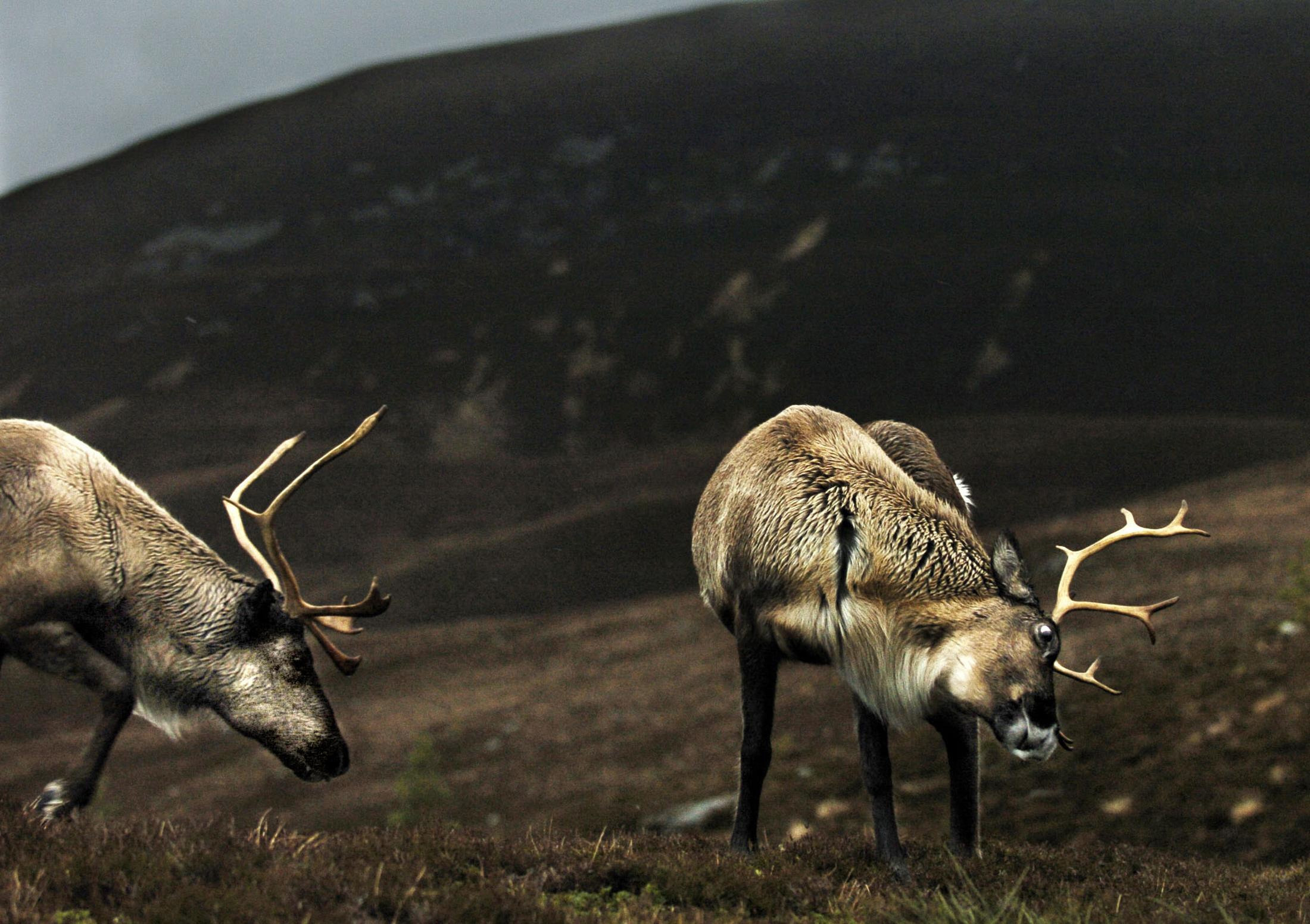 Reindeer the Cairngorm Reindeer Centre, near Aviemore in the Highlands.