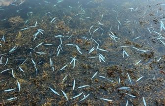 Thousands of rare fish swim onto Orkney beaches in mystery stranding