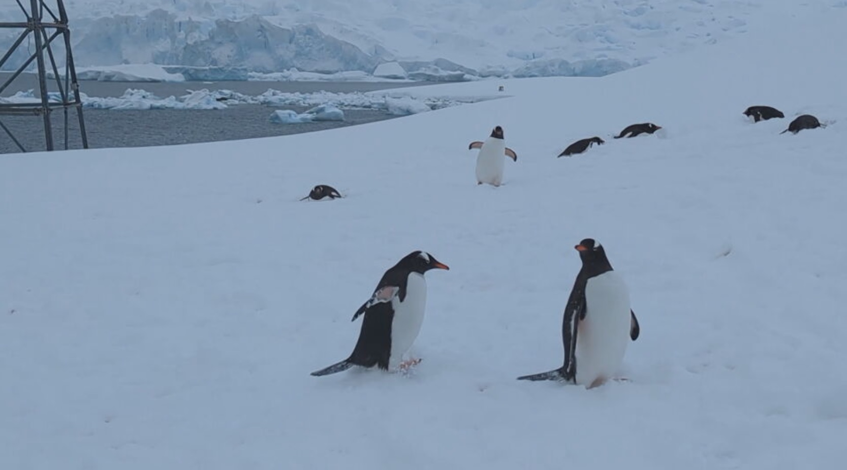 Dr Wade said a number of penguin colonies have failed in the last year