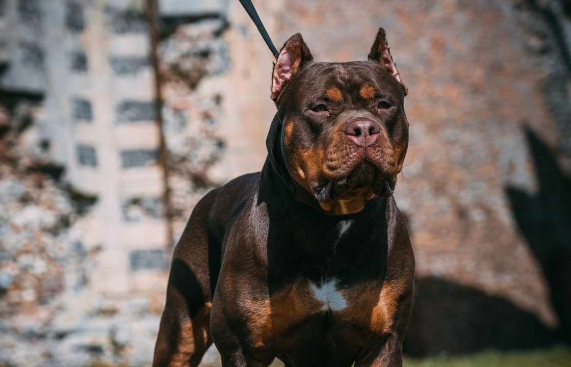 XL bully owners in Scotland urged to apply for exemption certificate before deadline