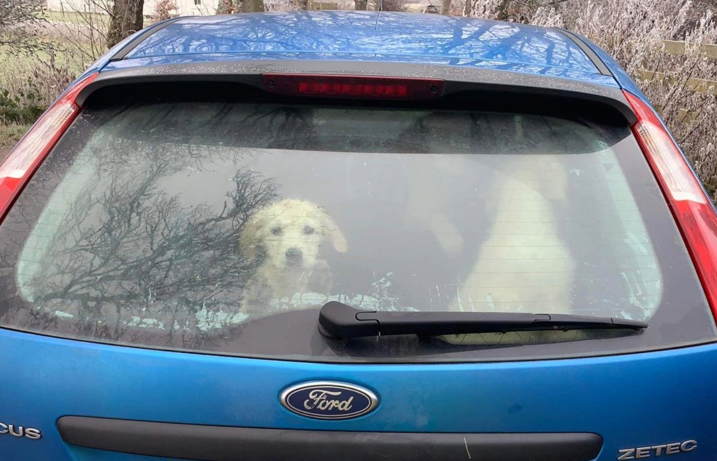 Ms Parsons, and her partner David Bradley, were contacted by their neighbour who had seen an abandoned car up the road from the home containing puppies.