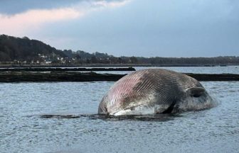 Huge whale found dead washed up on Fife shoreline as crews respond