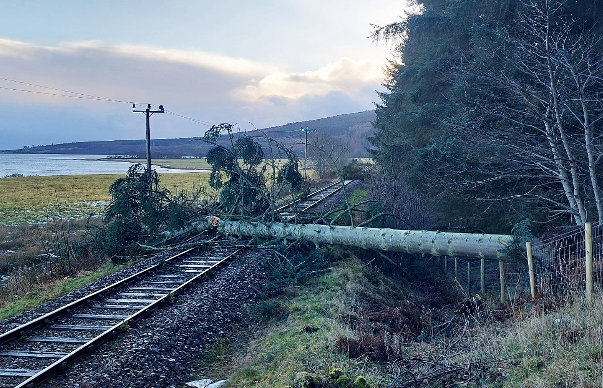 Tree on train line.