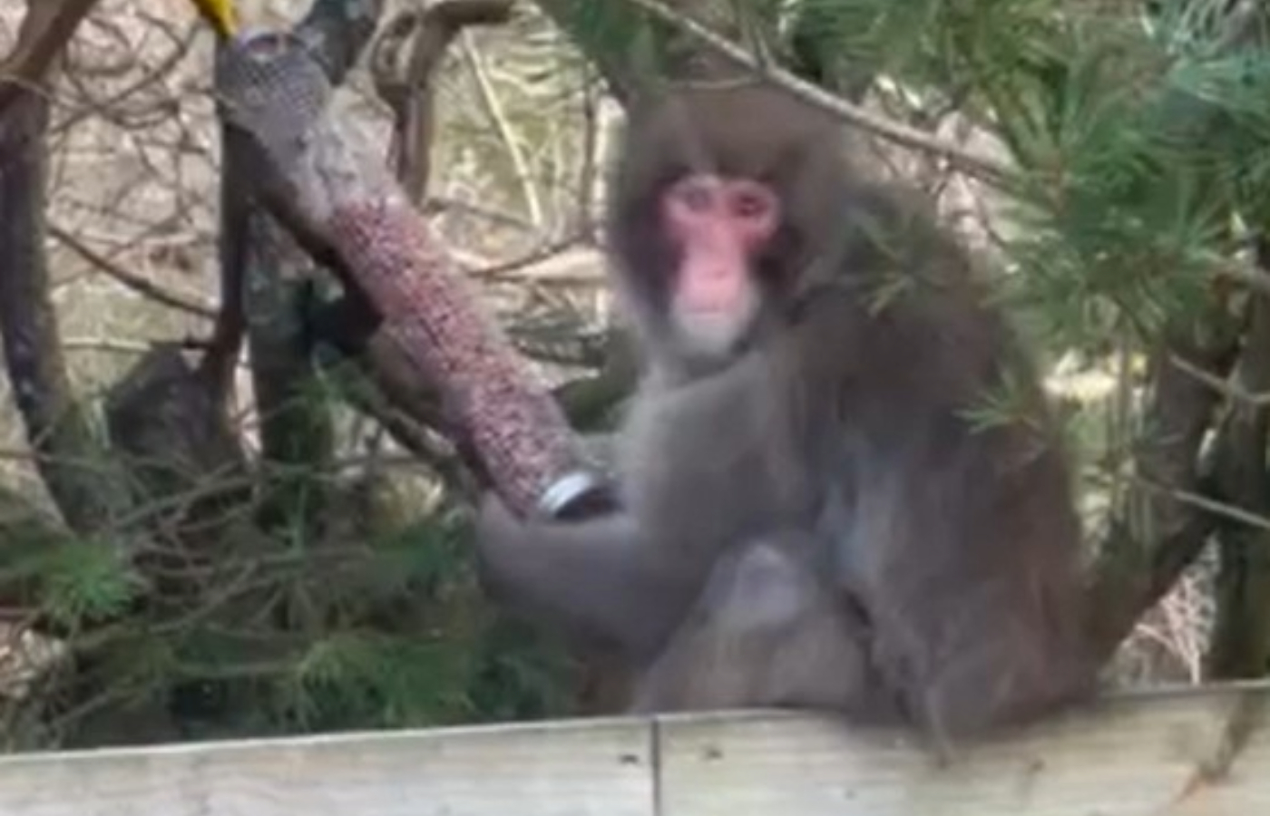 Escaped Japanese Macaque monkey