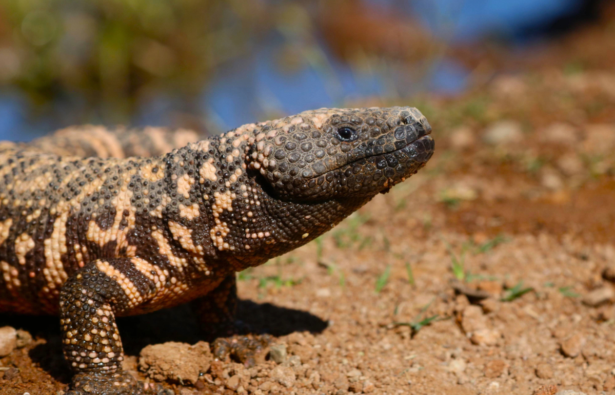 The gila monster is a species of venomous lizard. 