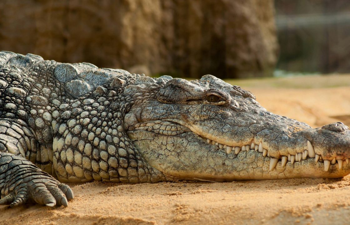 Crocodiles, camels and cobras: Dozens of wild animals living ‘next door’ in Scotland