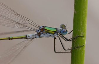 Dragonfly sanctuary given go-ahead at old quarry site in Galloway Forest Park