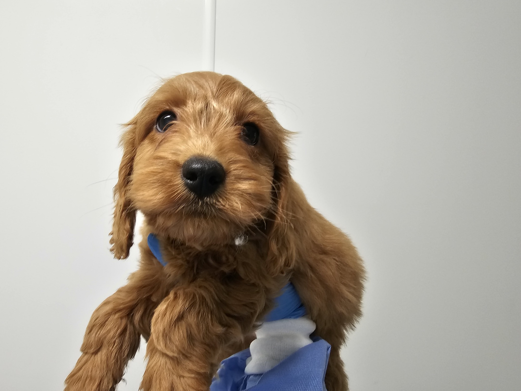 24 puppies were found in a 'dire state' in a lorry.