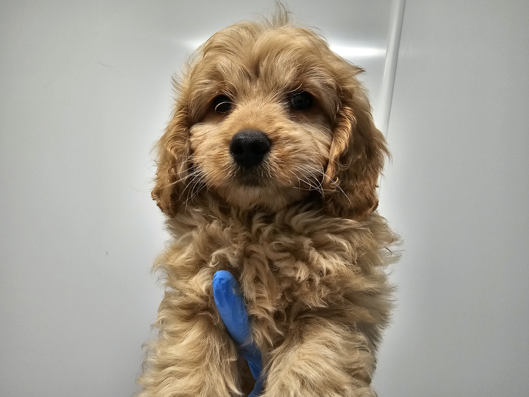 One of 24 puppies found at a Cairnryan ferry port