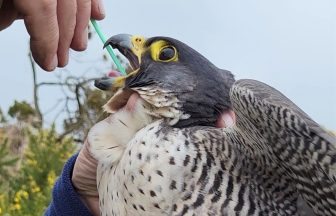 Father and son made £40,000 from stealing falcon eggs and selling chicks