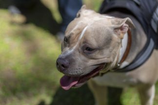 Number of ‘out of control’ XL Bully dogs in Scotland more than doubled between 2022 and 2023