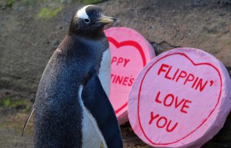 Love is in the air as Edinburgh Zoo animals celebrate Valentine’s Day 