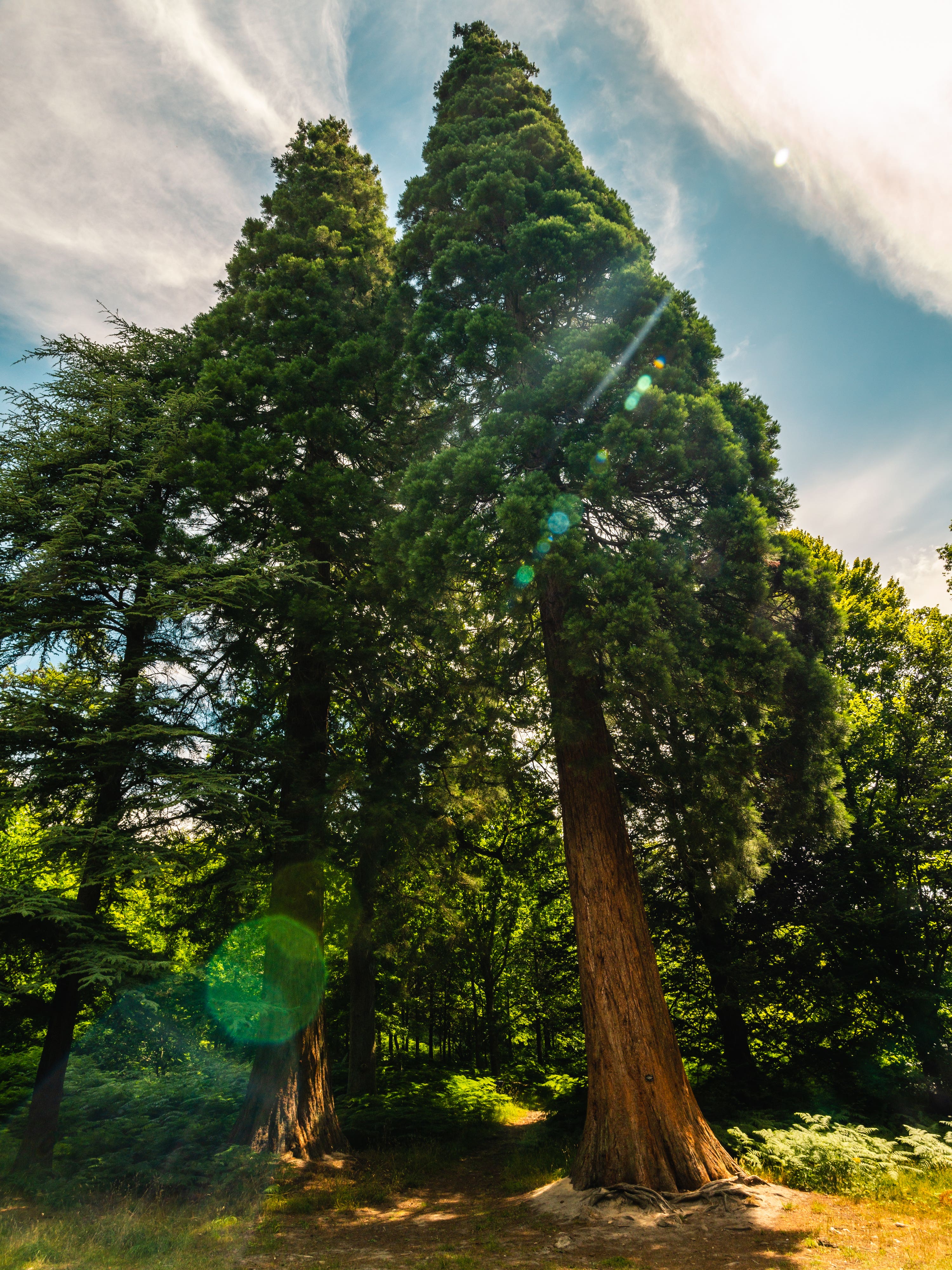 Redwoods, like these at Wakehurst Place, are among the UK’s tallest trees (Visual Air/RBG Kew/PA).
