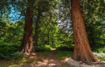 Analysis of giant sequoias trees shows they are ‘well adapted’ to growing in UK