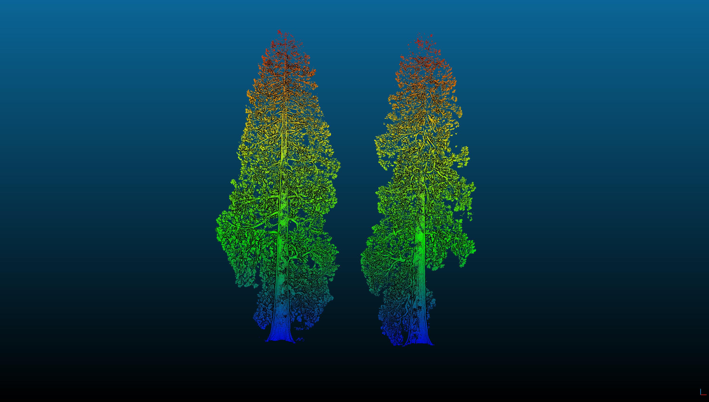A 3D laser scan of two giant sequoias (Mathilda Digby/PA).