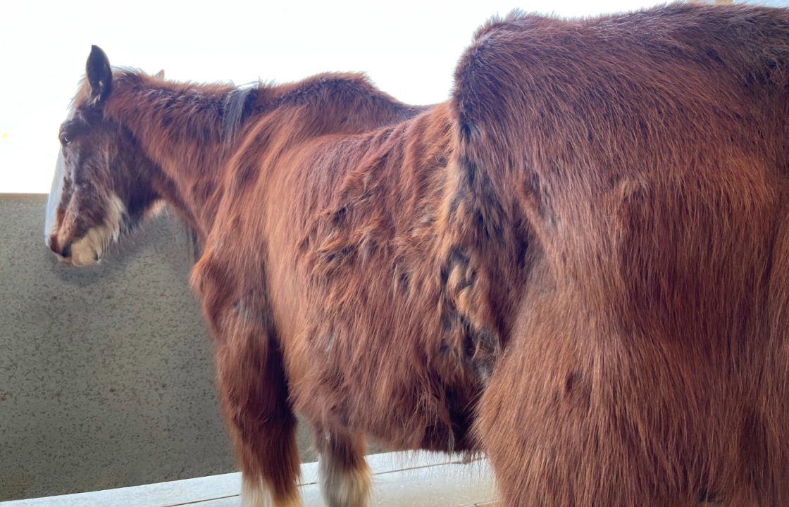 Skeletal horse found ‘starving to death’ returns to Scotland