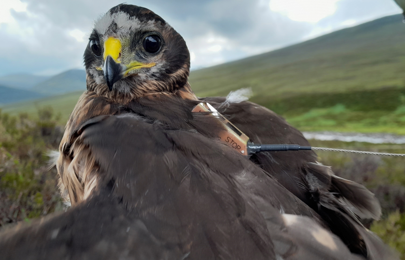 A young hen harrier is fitted with a tag.