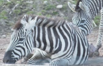 Ukrainian orphans mark two years in Scotland trip back to their first outing to Blair Drummond Safari Park