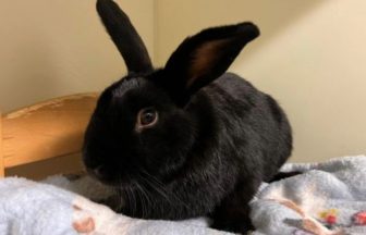 Scottish SPCA dealing with ‘concerning’ influx of rabbits in need of rehoming