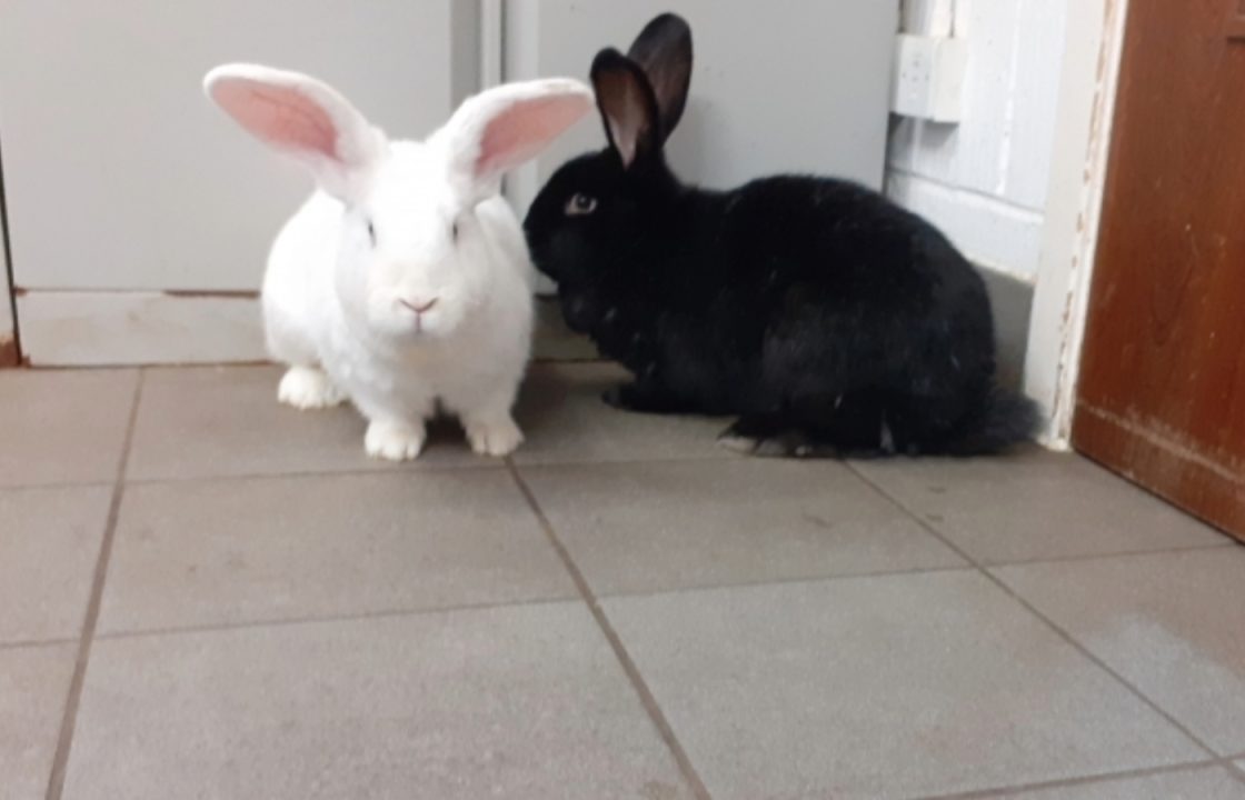 Abandoned rabbits found ‘running loose’ near busy road rescued by truck driver in South Lanarkshire