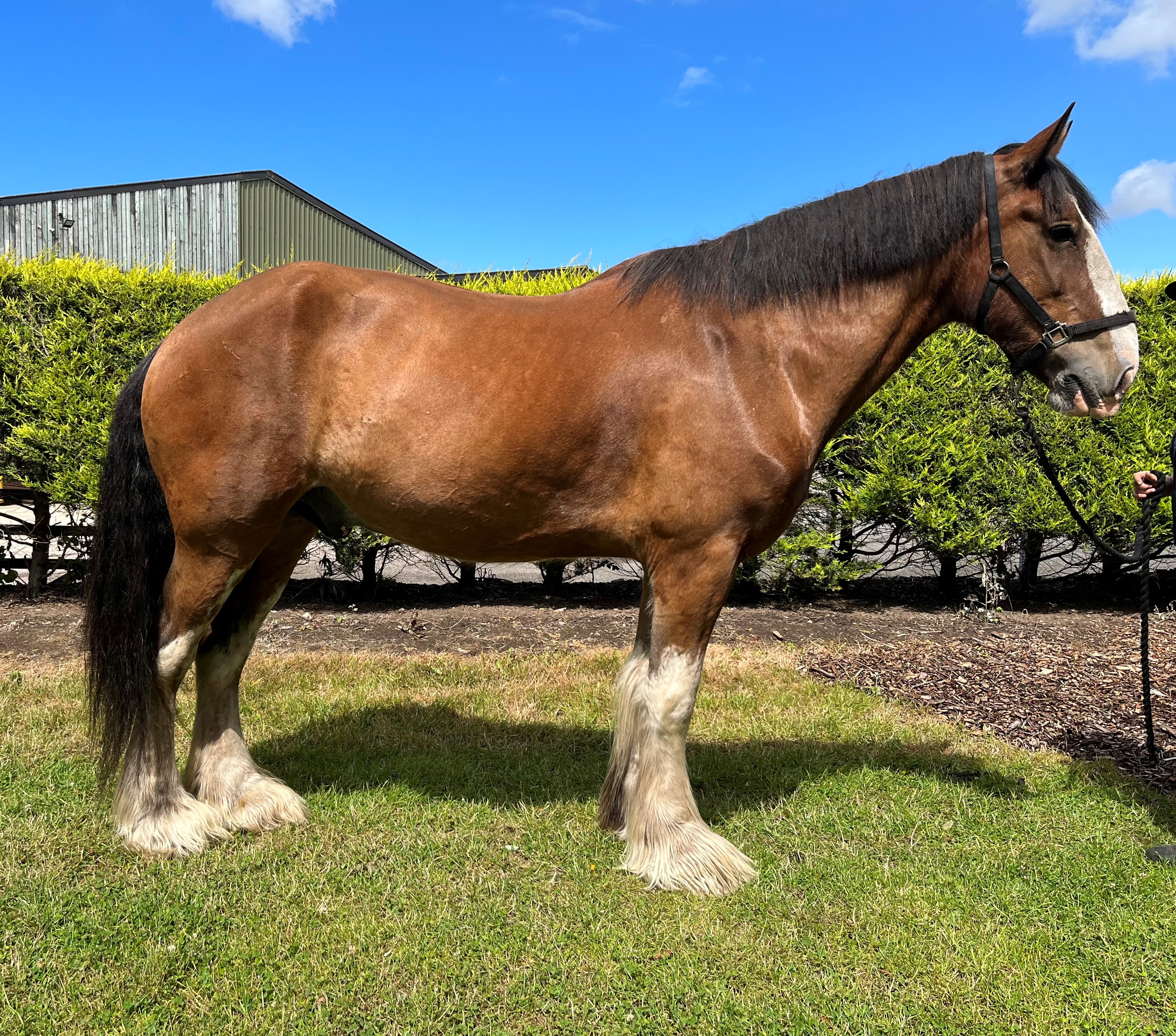 Seamus spent eight months in intensive care before he was ready to be rehomed. 