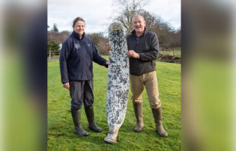 Propeller thought to be from WWII plane found wrapped up in peat bog