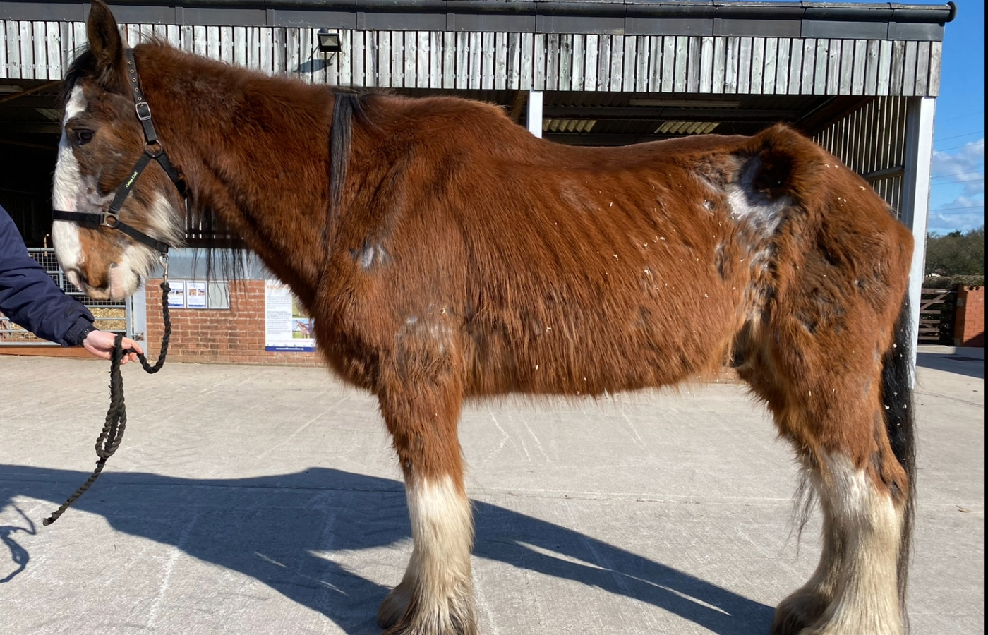 The animal rescue charity said it was 'touch and go' as to whether he would survive.