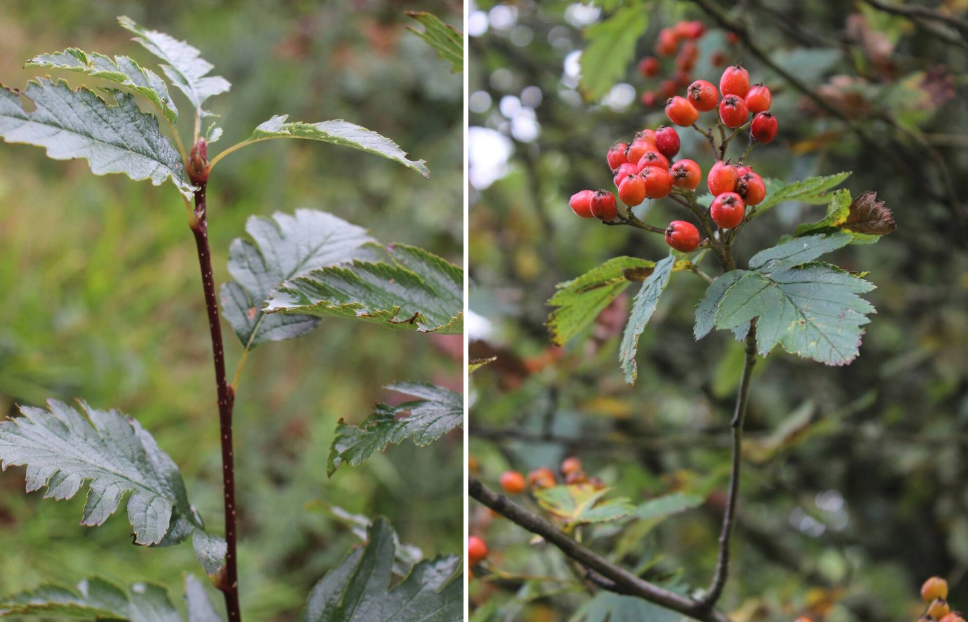 Arran whitebeam (left) and cut-leaved whitebeam (right) are endangered species. Photo: NTS.