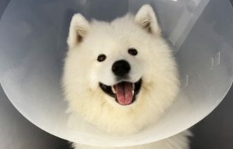 Edinburgh teen scoops top prize at Crufts with pet Samoyed who overcame ‘rare’ cancer