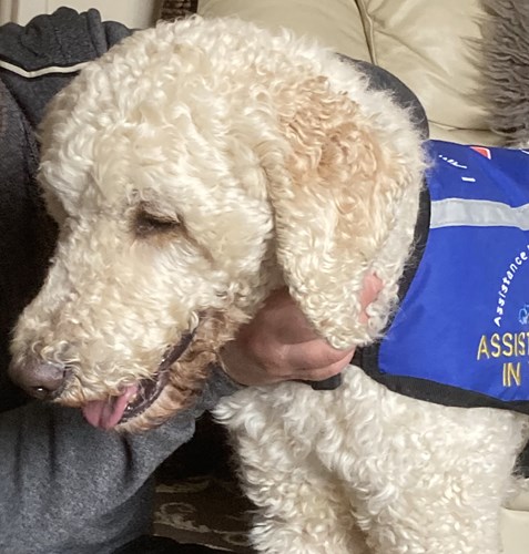 Jagger, the assistance dog, will be trained to help the worker if funds are raised.