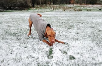 In pictures: Snow creates incredible scenes across Scotland amid Met Office weather warning and Storm Kathleen